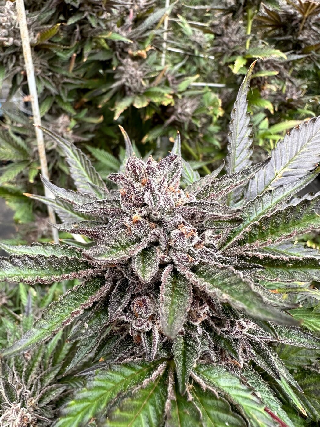 Close-up of Michigan-grown cannabis flower from the family farm.