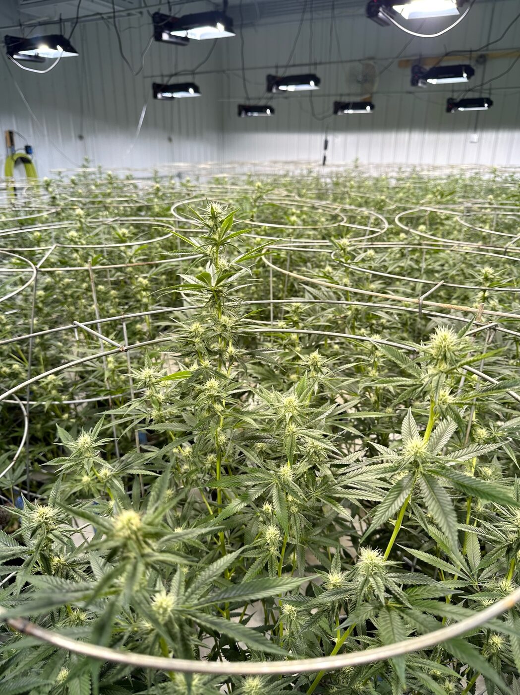 Indoor cannabis canopy growing under lights at the family farm.
