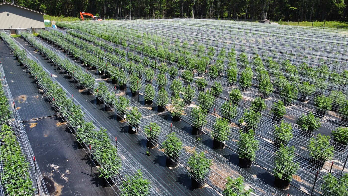 Aerial view of outdoor cannabis grow rows at the Green Mitten Pharms farm in Standish, Michigan.
