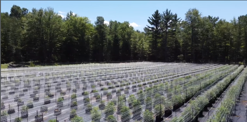 Green Mitten Pharms cultivation facility near Standish