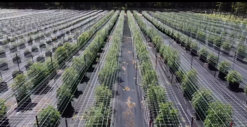 Rows of cannabis plants growing at the Green Mitten Pharms farm in Michigan