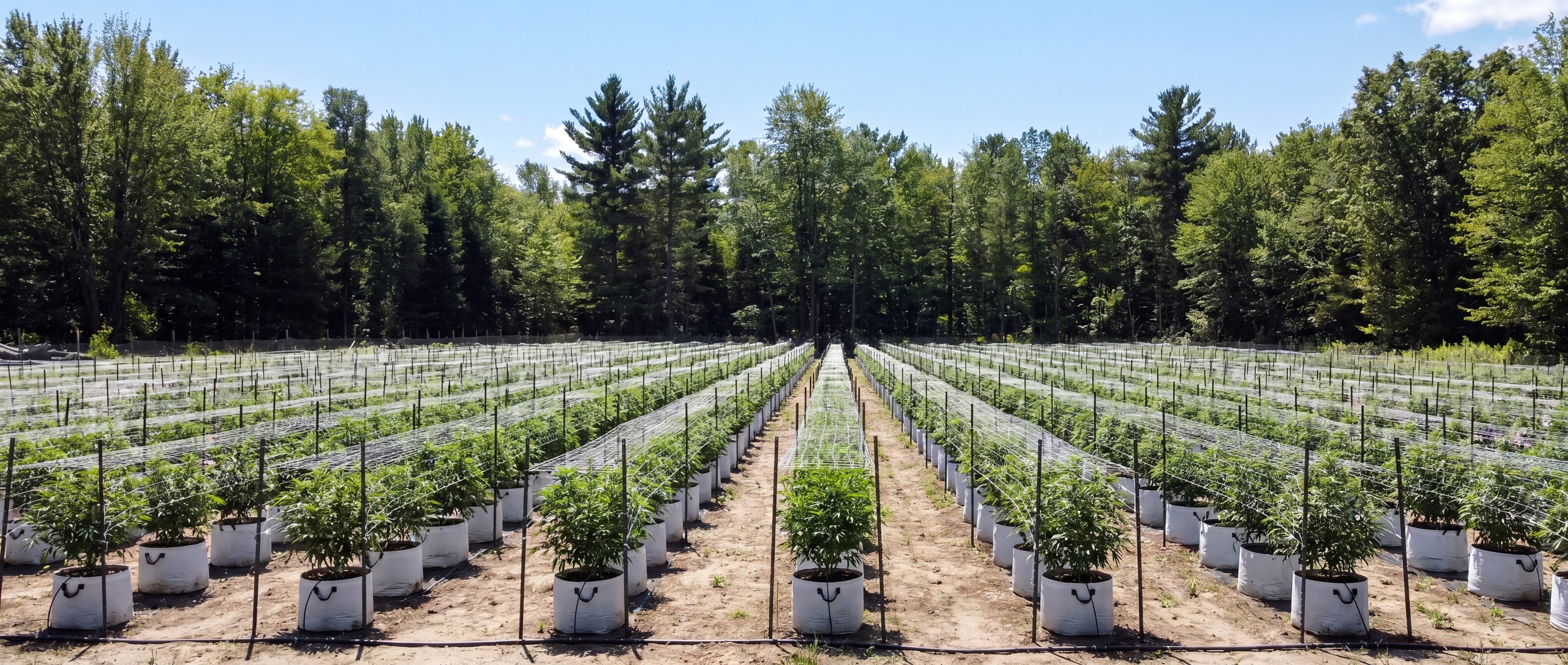 Highway Dispos family cannabis farm at golden hour, Standish, Michigan, with rows of mature plants and the cedar barn at horizon.